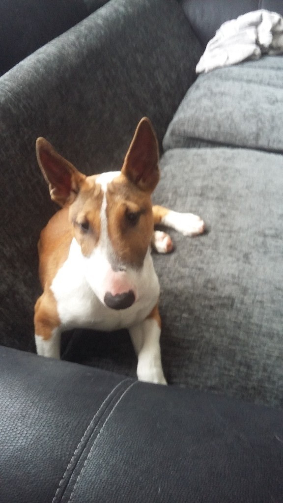 basenji gumtree